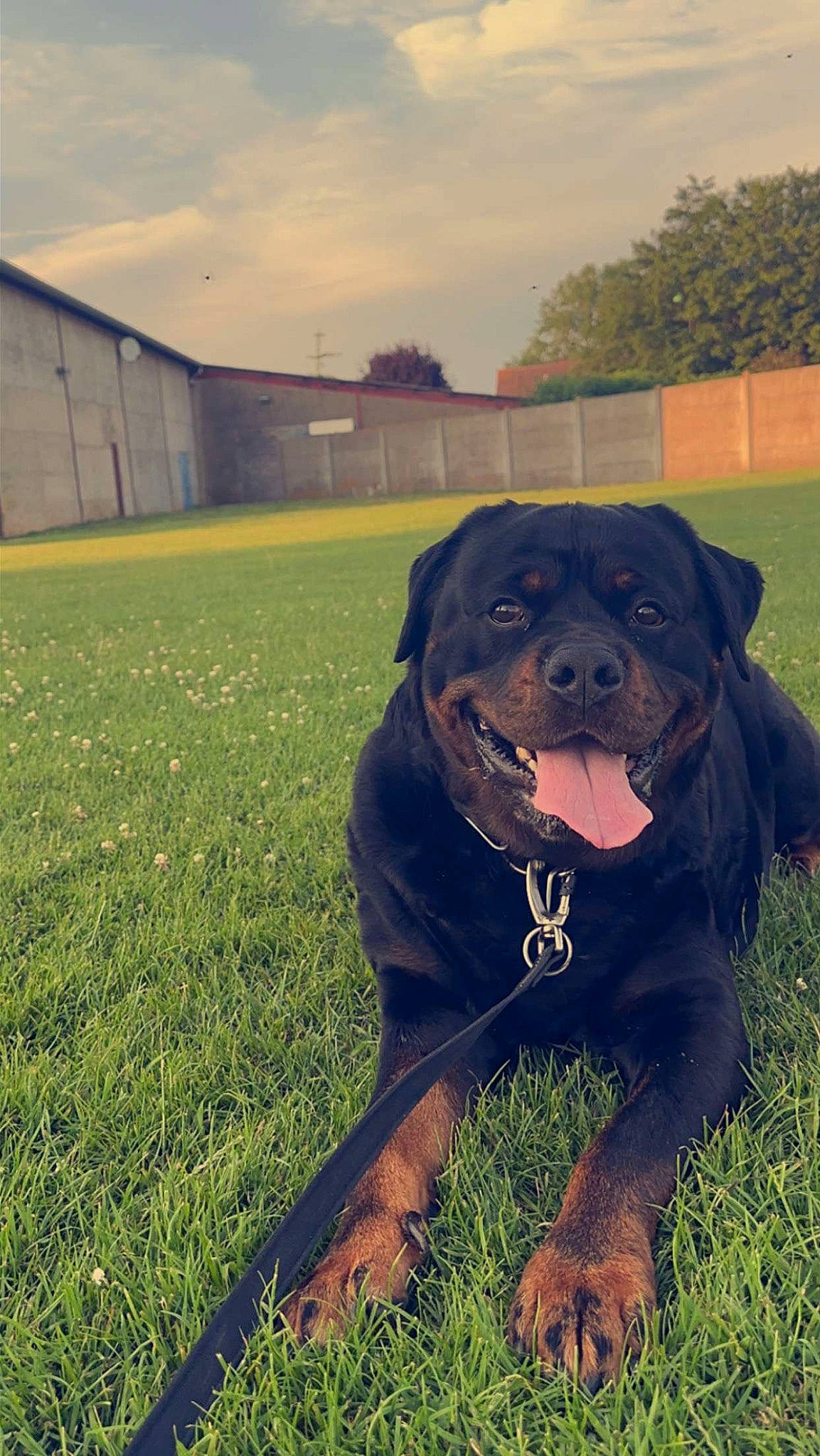 Narko participe au concours pour gagner de l'argent avec cette photo : canidae, carnivore, cloud, collar, companion_dog, dog, dog_breed, dog_collar, fawn, grass, grassland, guard_dog, liver, molosser, plant, sky, snout, sporting_group, tree, working_animal