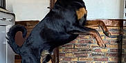 Vlad participe au concours pour gagner de l'argent avec cette photo : dog, rottweiler, indoor, kitchen, tile_floor, brick_wall, happy, pet, canine, standing, tongue_out, tail_curled, brown_and_black, playful, domestic_animal, animal, mammal, house, floor, door