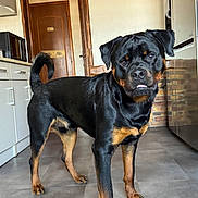 Vlad a rejoint le concours — aidez-le/la à gagner de superbes lots ! dog, rottweiler, indoor, kitchen, pet, animal, canine, floor, curious, standing, black, tan, tongue, playful, fur, domestic, companion, mammal, household, portrait