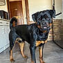 dog, rottweiler, indoor, kitchen, pet, animal, canine, floor, curious, standing, black, tan, tongue, playful, fur, domestic, companion, mammal, household, portrait