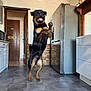 dog, rottweiler, jumping, kitchen, floor, appliance, refrigerator, cabinet, door, tile, ceiling, wood, happy, pet, indoor, animal, playful, tongue_out, paw, black_and_brown