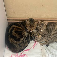 Moumounette Kira participe au concours pour gagner de l'argent avec cette photo : cat, cats, tabby, striped, feline, pet, animal, indoor, cozy, snuggling, blanket, resting, fur, cute, companion, pair, relaxed, home, paw, sleepy