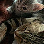 Moumounette Kira participe au concours pour gagner de l'argent avec cette photo : kitten, cat, tabby_cat, pet, close_up, fur, whiskers, eyes, animal, cute, domestic_animal, sleeping, resting, cozy, blanket, indoor, mammal, curious, small, young