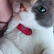 Mogwai is registered to the contest to win money with this photo: calico, cat, close_up, collar, cozy, cute, domestic_cat, feline, fur, green_eyes, human_arm, id_tag, indoor, lying_down, nose, paws, pet, portrait, whiskers, white_fur