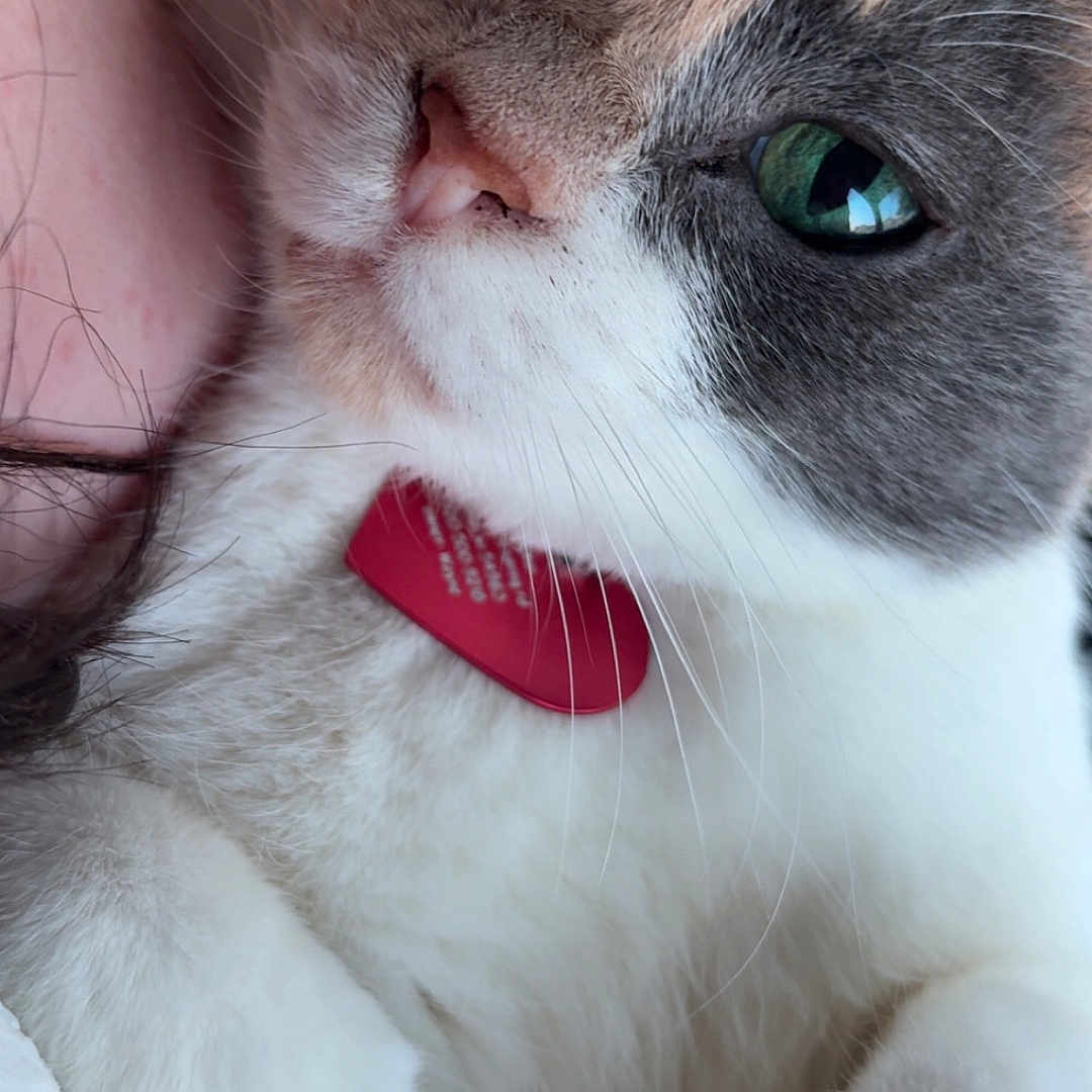 Mogwai is registered to the contest to win money with this photo: calico, cat, close_up, collar, cozy, cute, domestic_cat, feline, fur, green_eyes, human_arm, id_tag, indoor, lying_down, nose, paws, pet, portrait, whiskers, white_fur