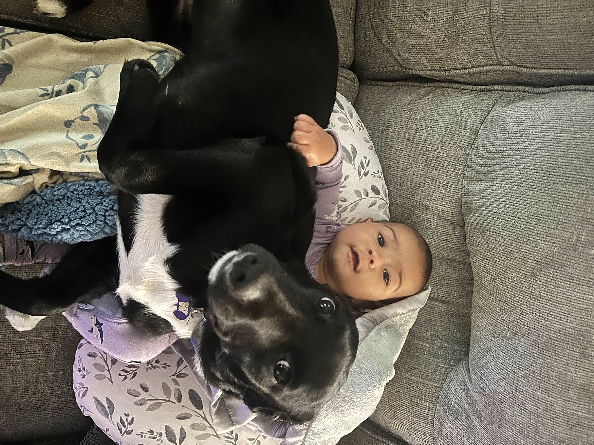 Celeste joined the competition — help win amazing prizes! canidae, carnivore, child, comfort, companion_dog, couch, dog, dog_breed, fur, guard_dog, linens, nap, non_sporting_group, person, sitting, sleep, snout, sporting_group, toy_dog, tree