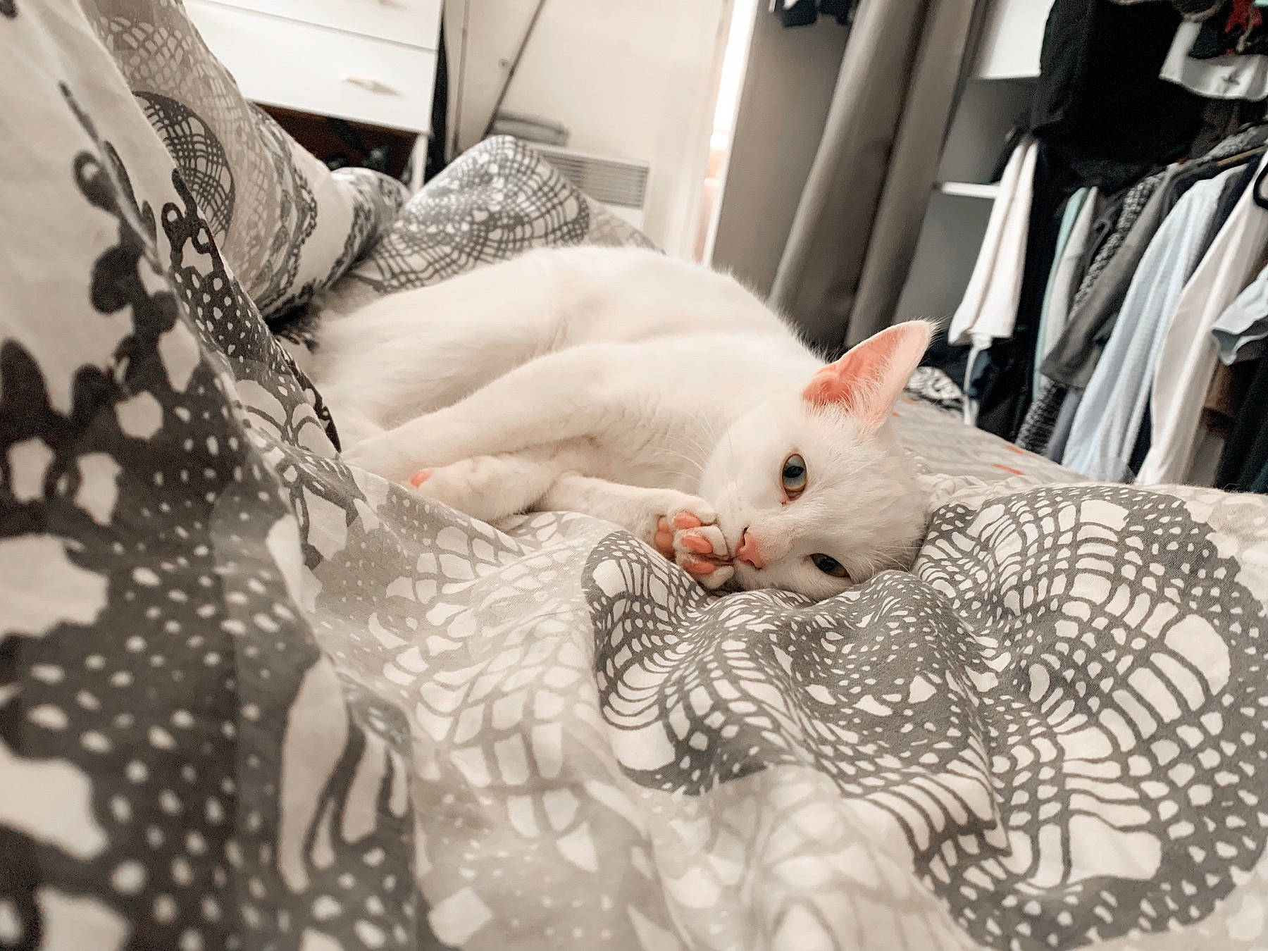Miya a rejoint le concours — aidez-le/la à gagner de superbes lots ! carnivore, cat, cornish_rex, ear, felidae, fur, kitten, room, small_to_medium_sized_cats, tail, whiskers, white