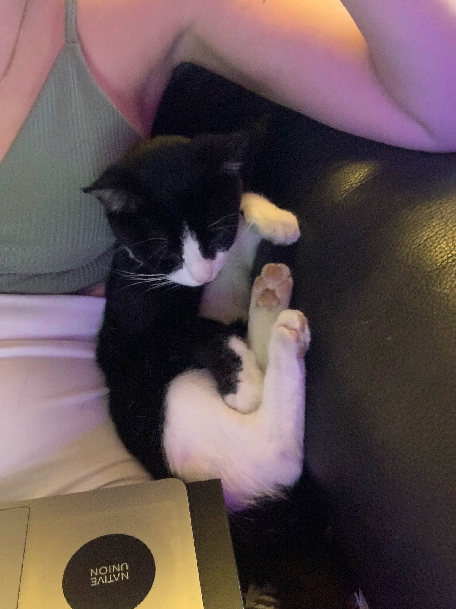 Daya participe au concours pour gagner de l'argent avec cette photo : arm, black_cat, carnivore, cat, domestic_short_haired_cat, felidae, finger, hand, kitten, lap, leg, paw, polydactyl_cat, small_to_medium_sized_cats, tail, whiskers