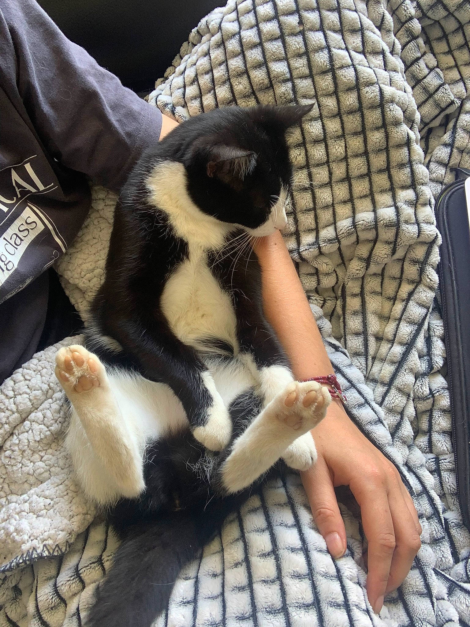 Daya participe au concours pour gagner de l'argent avec cette photo : carnivore, cat, claw, paw