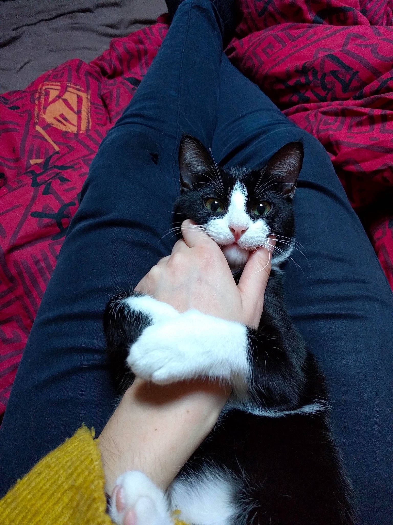 Daya participe au concours pour gagner de l'argent avec cette photo : american_wirehair, carnivore, cat, domestic_short_haired_cat, felidae, fur, kitten, lap, leg, mammal, paw, polydactyl_cat, small_to_medium_sized_cats, tail, whiskers