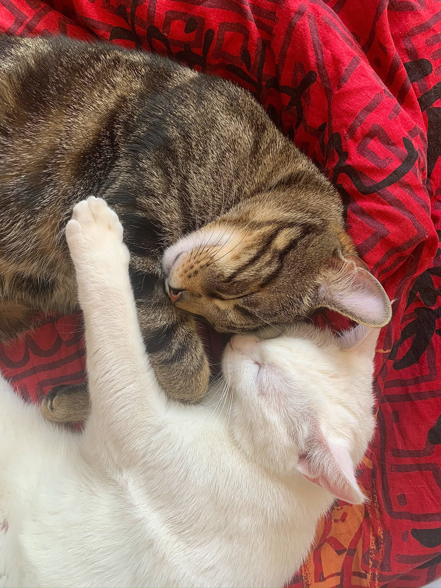 Voyou a rejoint le concours — aidez-le/la à gagner de superbes lots ! aegean_cat, american_shorthair, asian, carnivore, cat, claw, domestic_short_haired_cat, dragon_li, european_shorthair, felidae, fur, hand, kitten, nap, paw, polydactyl_cat, sleep, small_to_medium_sized_cats, tabby_cat, whiskers