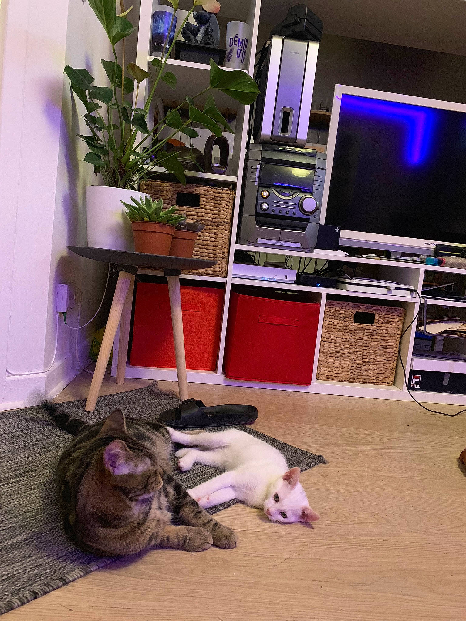 Voyou a rejoint le concours — aidez-le/la à gagner de superbes lots ! canidae, carnivore, cat, fawn, furniture, interior_design, non_sporting_group, plant, purple, room