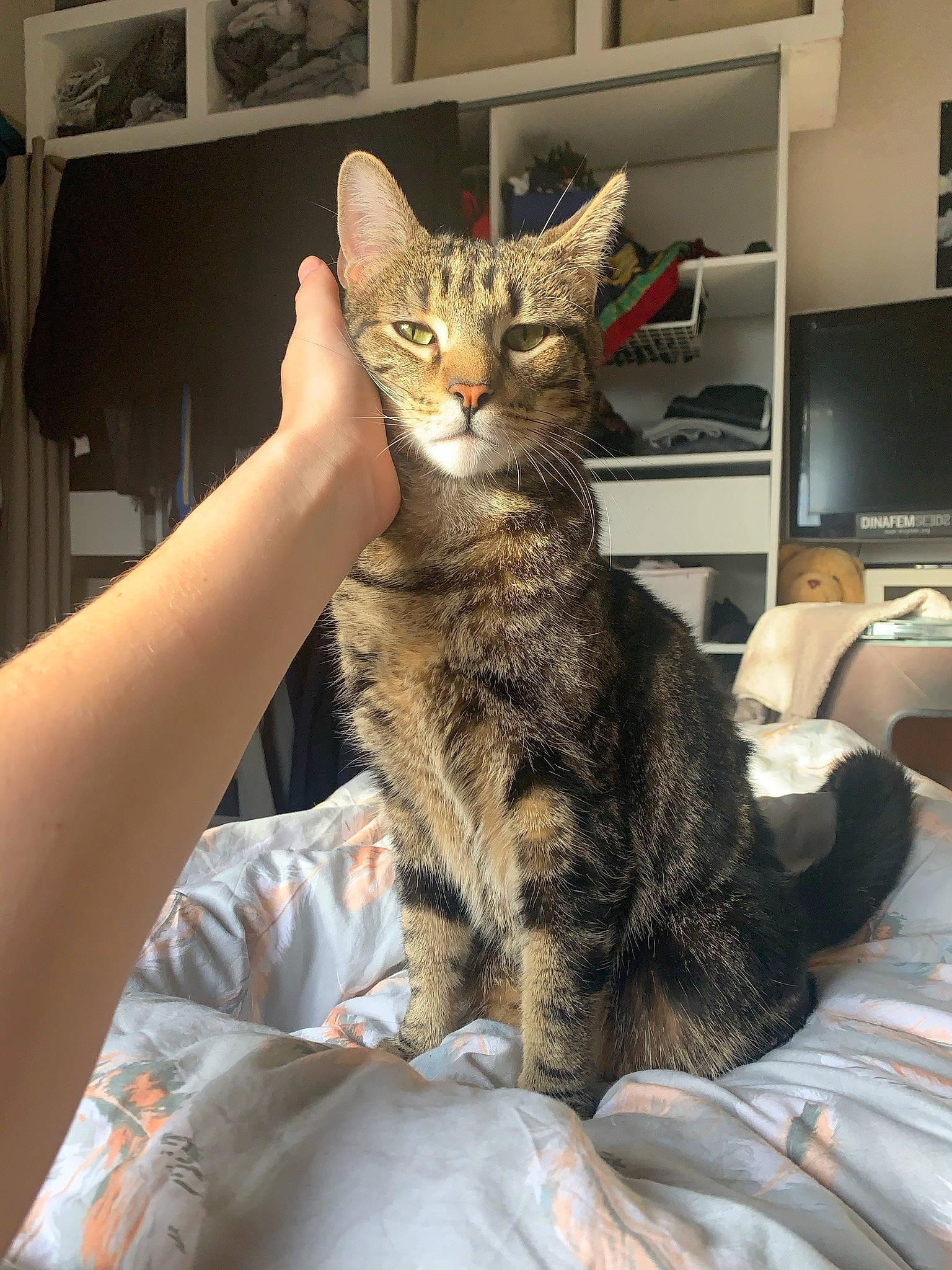 Voyou a rejoint le concours — aidez-le/la à gagner de superbes lots ! american_shorthair, asian, australian_mist, california_spangled, carnivore, cat, domestic_short_haired_cat, dragon_li, ear, egyptian_mau, european_shorthair, eye, felidae, kitten, mammal, pixie_bob, skin, small_to_medium_sized_cats, tabby_cat, whiskers