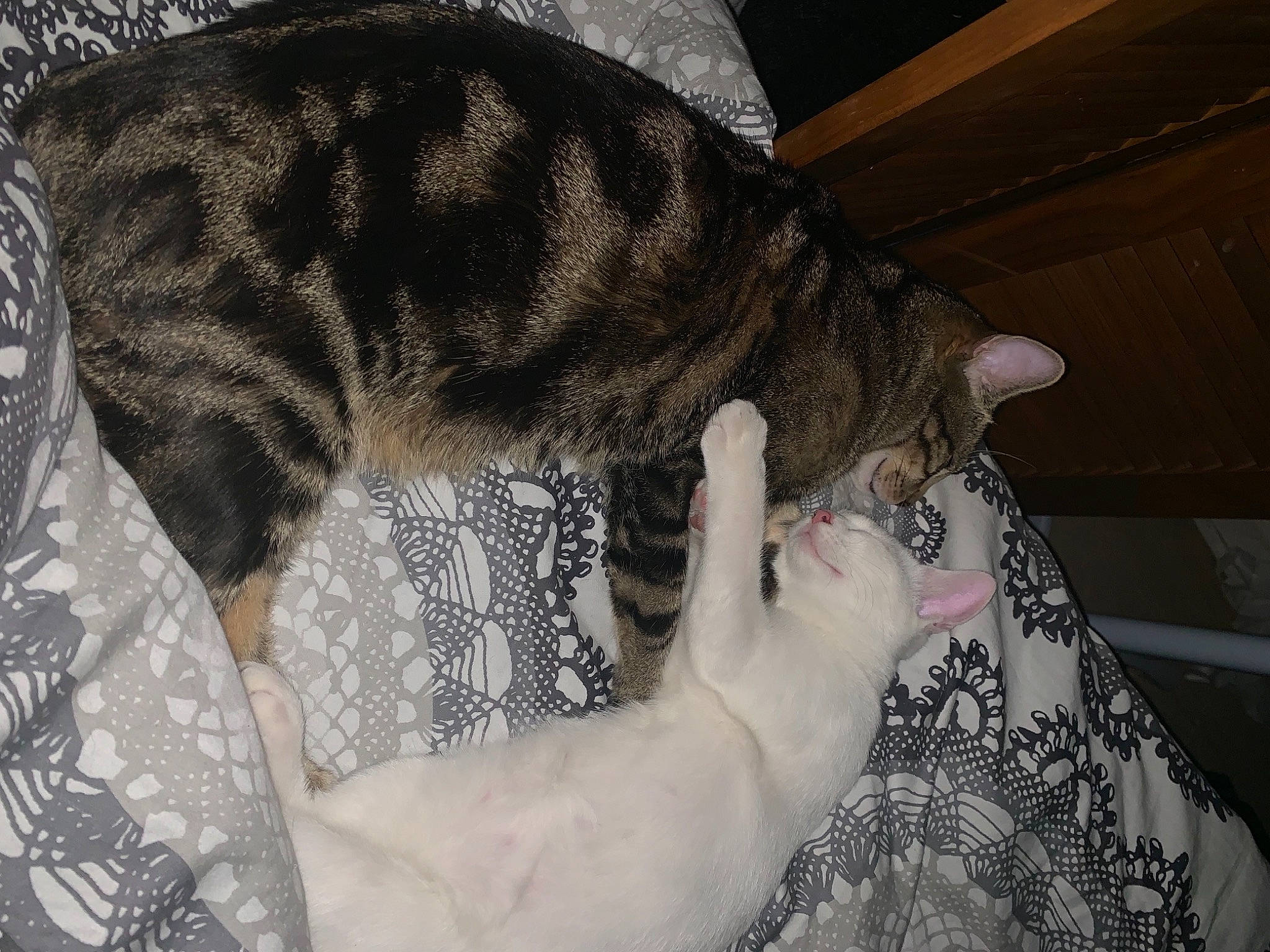 Voyou a rejoint le concours — aidez-le/la à gagner de superbes lots ! american_shorthair, asian, carnivore, cat, domestic_short_haired_cat, ear, european_shorthair, fawn, felidae, fur, hand, small_to_medium_sized_cats, tabby_cat, tail, whiskers