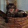 Mr.kitty is registered to the contest to win money with this photo: kitten, cat, tabby, basket, indoor, feline, pet, collar, bell, fur, whiskers, yawn, mouth_open, ears, cute, animal, cozy, wall, picture_frame, texture