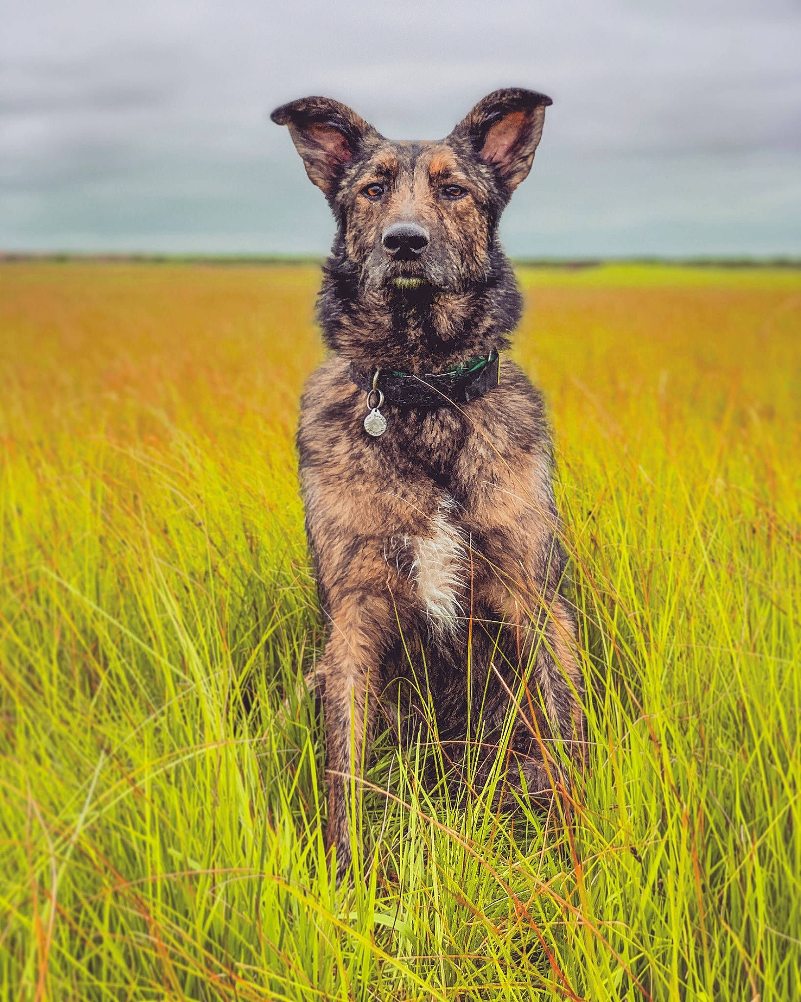 Cody a rejoint le concours — aidez-le/la à gagner de superbes lots ! canidae, carnivore, dog, dog_breed, dutch_shepherd_dog, grass, grass_family, grassland, mammal, meadow, plant, sporting_group, vertebrate