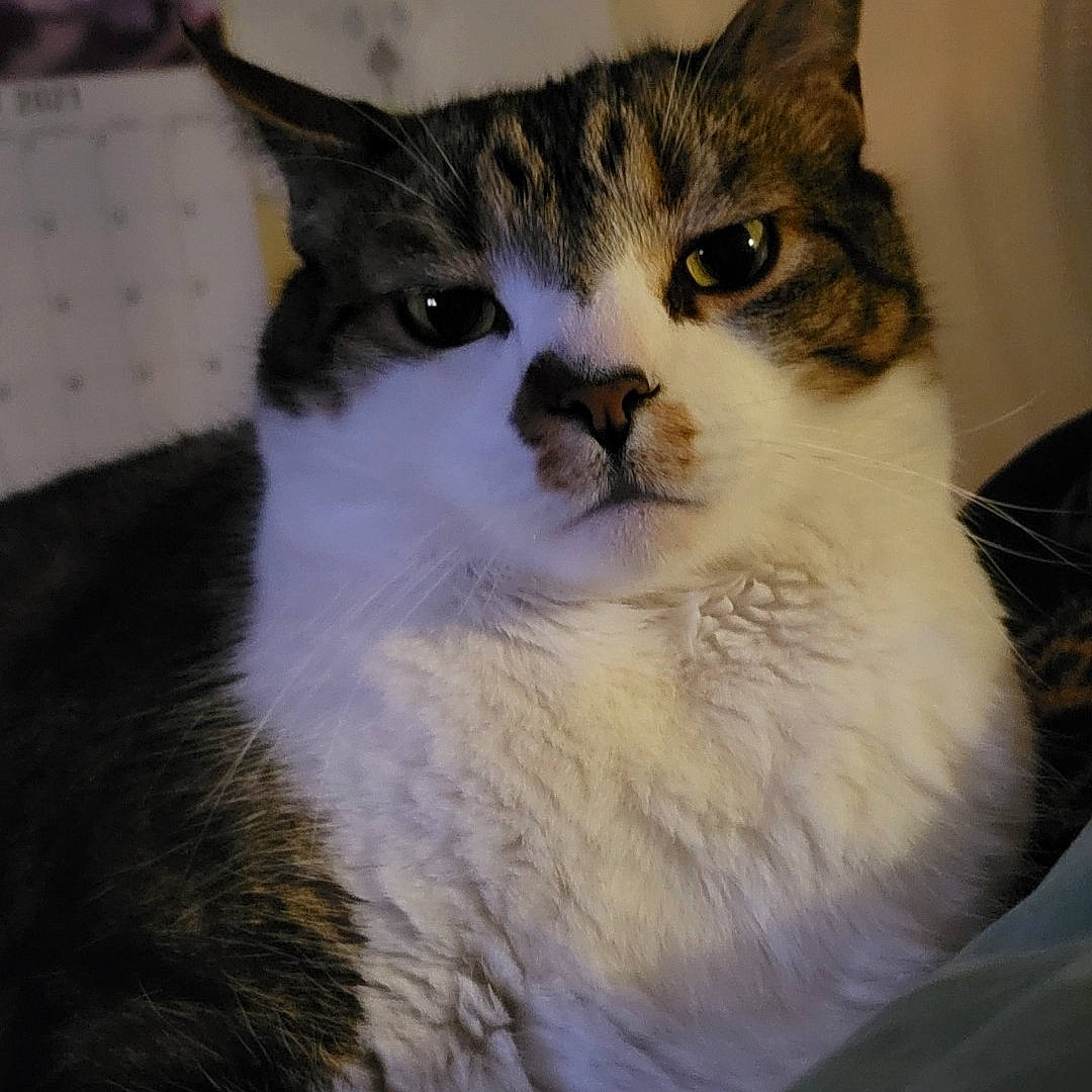 Roady is registered to the contest to win money with this photo: carnivore, cat, domestic_short_haired_cat, door, eye, felidae, fur, small_to_medium_sized_cats, snout, tail, terrestrial_animal, whiskers, window