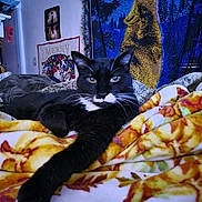 Thunder is registered to the contest to win money with this photo: cat, black_cat, whiskers, blanket, autumn_leaves, indoor, tapestry, wolf_image, decorations, holiday, merry_banner, cozy, feline, relaxed, bedroom, colorful, patterned_blanket, animal, pet, lying_down