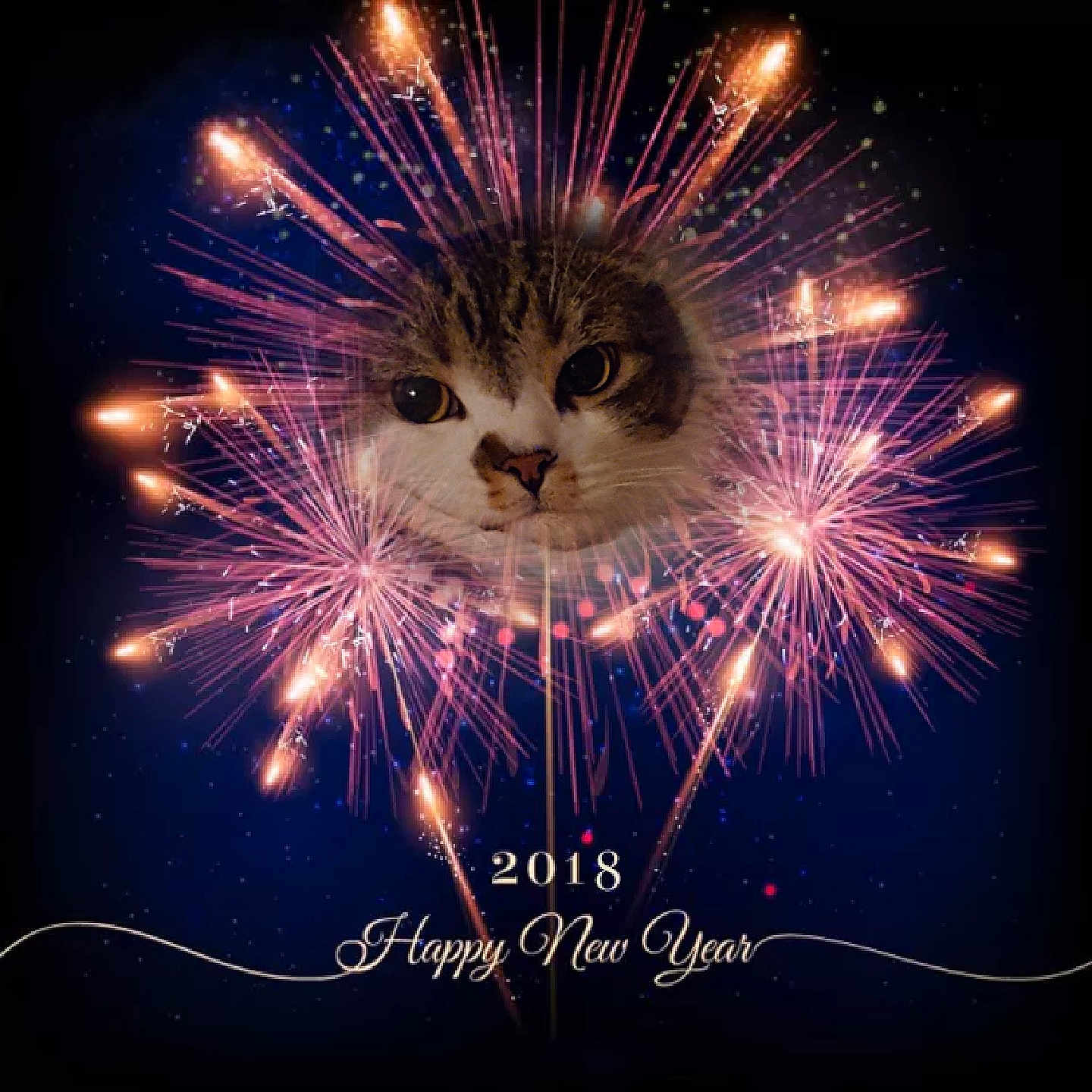 Roady joined the competition — help win amazing prizes! art, cat, celebrating, circle, darkness, electric_blue, event, felidae, fireworks, font, graphics, happy, holiday, midnight, new_year, night, organism, photo_caption, space, whiskers