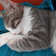 Bouddha a rejoint le concours — aidez-le/la à gagner de superbes lots ! animal, blanket, blue_blanket, cat, close_up, cozy, cute, domestic_cat, feline, fur, gray_fur, kitten, orange_background, paw, pet, pink_paw_pads, resting, sleeping, whiskers, white_fur