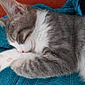 animal, blanket, blue_blanket, cat, close_up, cozy, cute, domestic_cat, feline, fur, gray_fur, kitten, orange_background, paw, pet, pink_paw_pads, resting, sleeping, whiskers, white_fur