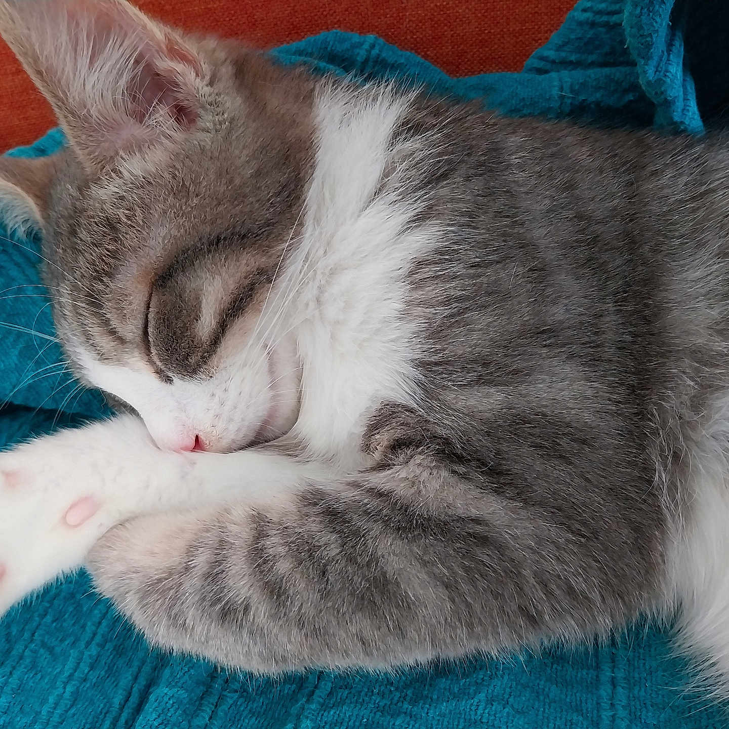 Bouddha a rejoint le concours — aidez-le/la à gagner de superbes lots ! animal, blanket, blue_blanket, cat, close_up, cozy, cute, domestic_cat, feline, fur, gray_fur, kitten, orange_background, paw, pet, pink_paw_pads, resting, sleeping, whiskers, white_fur