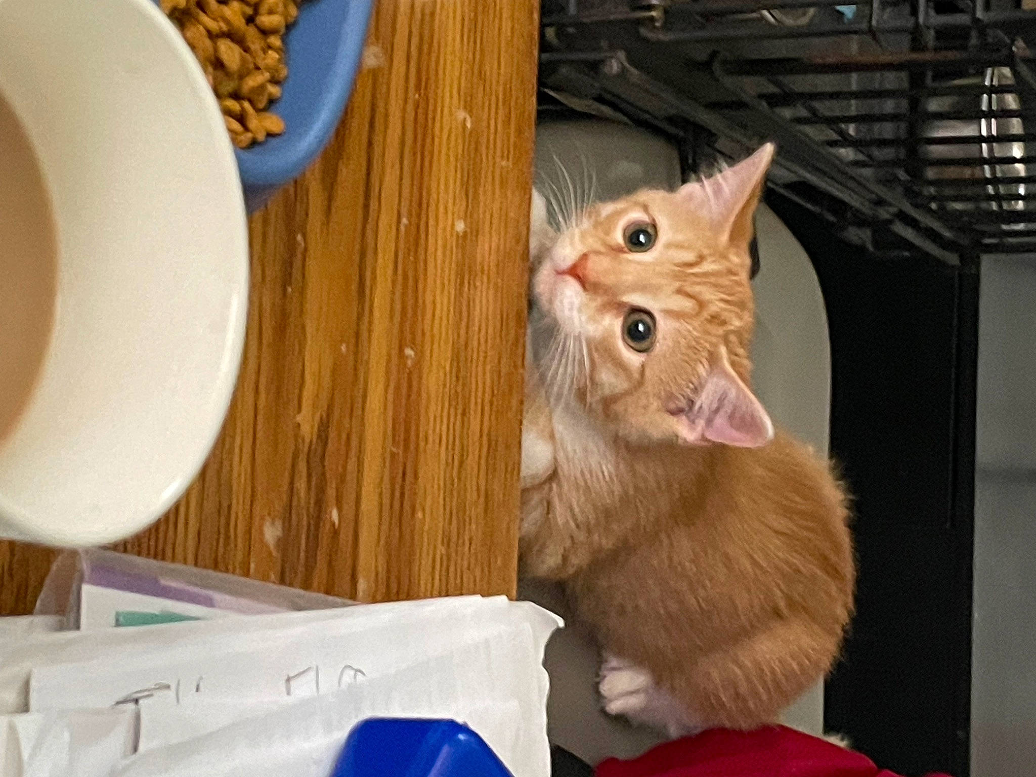 Mango is registered to the contest to win money with this photo: box, cardboard, carnivore, cat, coffee_cup, cup, dishware, domestic_short_haired_cat, drinkware, fawn, felidae, fur, mug, paw, serveware, small_to_medium_sized_cats, tableware, tail, whiskers, wood