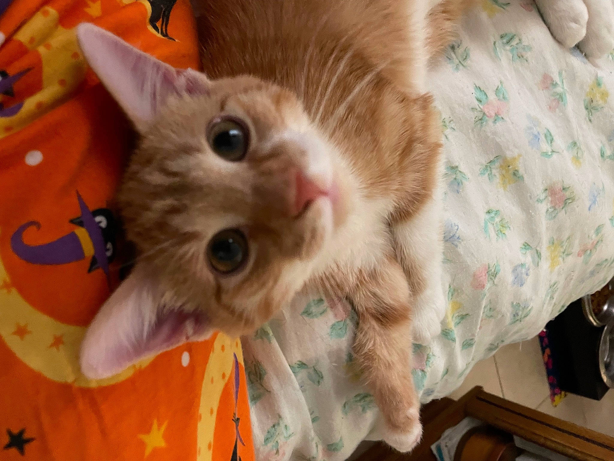 Mango joined the competition — help win amazing prizes! box, carnivore, cat, cat_supply, claw, domestic_short_haired_cat, eye, fawn, felidae, fur, paw, pet_supply, plant, small_to_medium_sized_cats, snout, thai, whiskers