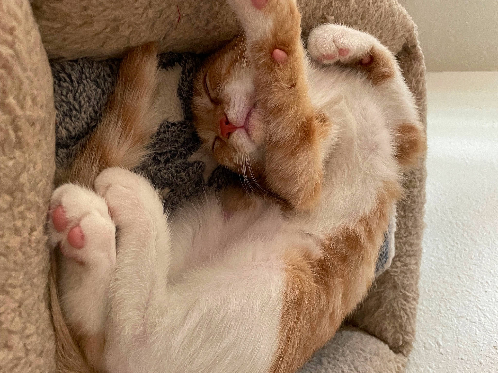 Mango joined the competition — help win amazing prizes! carnivore, cat, cat_bed, cat_supply, claw, comfort, domestic_short_haired_cat, fawn, felidae, foot, fur, nap, paw, sleep, small_to_medium_sized_cats, snout, terrestrial_animal, whiskers