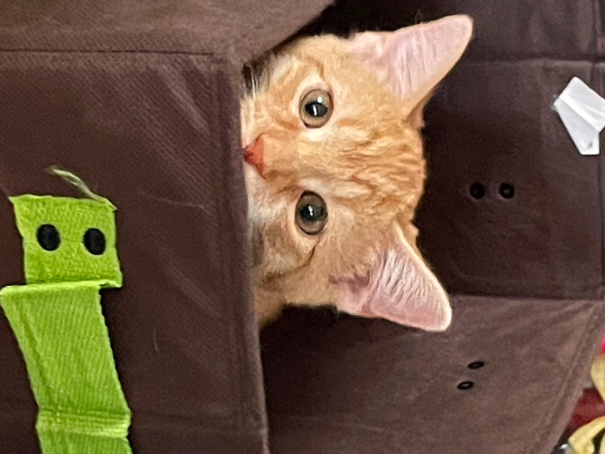 Mango is registered to the contest to win money with this photo: carnivore, cat, claw, domestic_short_haired_cat, fawn, felidae, fur, gesture, glove, mammal, paw, personal_protective_equipment, sleeve, small_to_medium_sized_cats, snout, sock, tail, vertebrate, whiskers, woolen