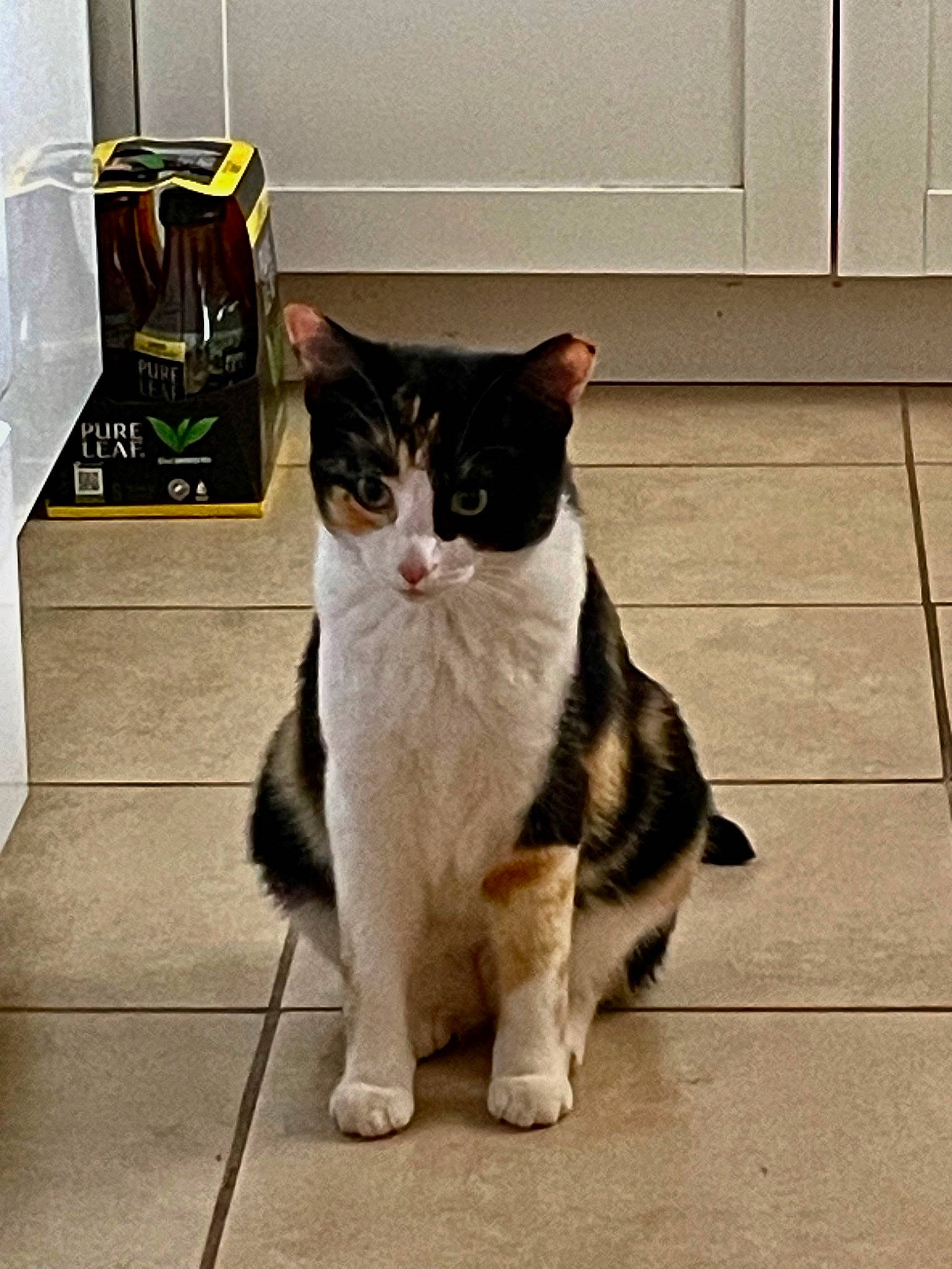 Taffy joined the competition — help win amazing prizes! asphalt, box, carnivore, cat, domestic_short_haired_cat, felidae, floor, flooring, foot, formal_wear, fur, grey, human_leg, paw, road_surface, small_to_medium_sized_cats, snout, tail, terrestrial_animal, whiskers