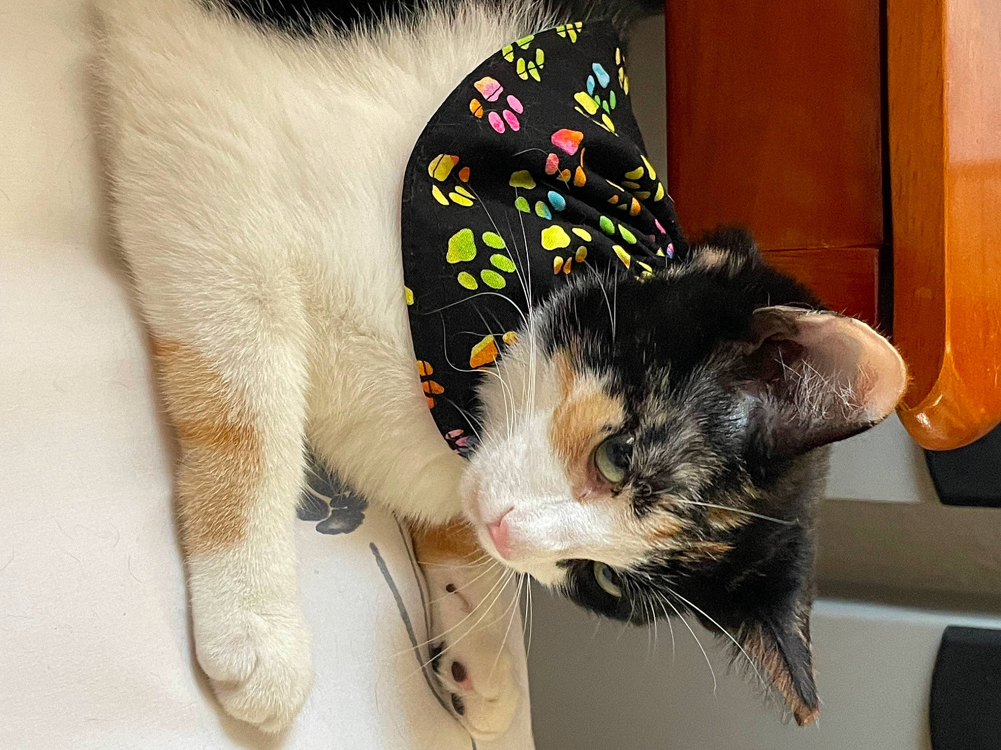 Taffy joined the competition — help win amazing prizes! canidae, carnivore, cat, claw, collar, comfort, companion_dog, dog_breed, domestic_short_haired_cat, felidae, foot, formal_wear, fur, lap, paw, small_to_medium_sized_cats, sporting_group, tail, toy, whiskers