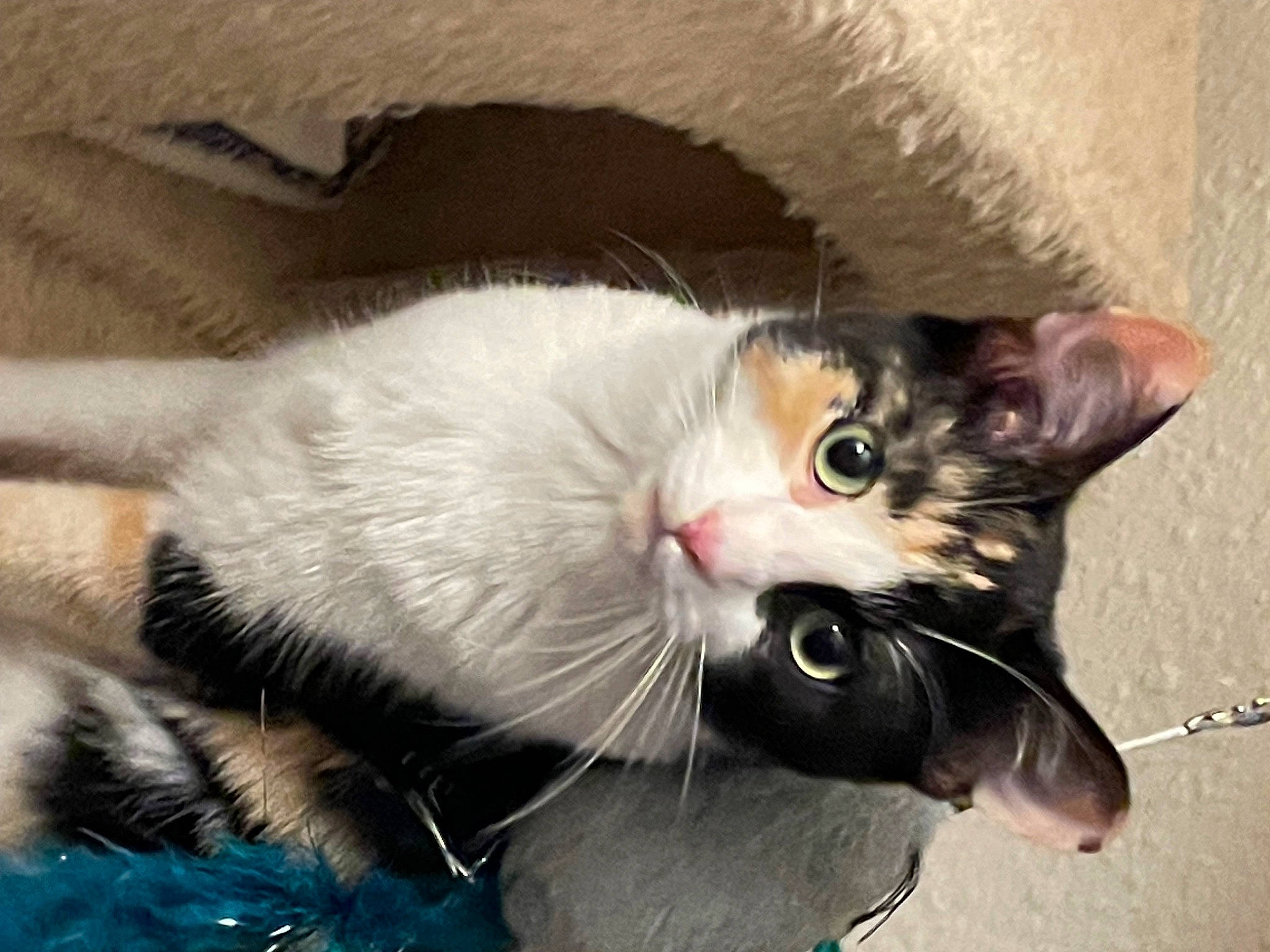 Taffy is registered to the contest to win money with this photo: carnivore, cat, claw, collar, comfort, domestic_short_haired_cat, fang, felidae, fur, paw, small_to_medium_sized_cats, snout, tail, whiskers