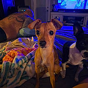 Cannoli is registered to the contest to win money with this photo: bed, black_and_white_dog, blanket, brown_dog, cartoon, casual, colorful_blanket, curious, dog, furniture, human_back, indoor, living_room, night, person, pet, relaxing, tattoo, television, watching_tv