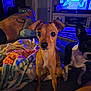 bed, black_and_white_dog, blanket, brown_dog, cartoon, casual, colorful_blanket, curious, dog, furniture, human_back, indoor, living_room, night, person, pet, relaxing, tattoo, television, watching_tv