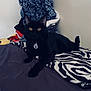 black_cat, cat, pet, animal, indoor, bed, blanket, zebra_pattern, clothing, pile, yellow_eyes, collar, tag, feline, resting, fur, cute, domestic_animal, cozy, relaxed