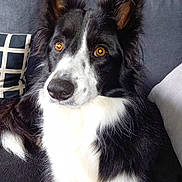 Replay participe au concours pour gagner de l'argent avec cette photo : dog, border_collie, black_and_white, pet, canine, fur, ears, eyes, couch, pillow, indoor, close_up, animal, mammal, companion, alert, sitting, portrait, domestic, cute