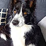 dog, border_collie, black_and_white, pet, canine, fur, ears, eyes, couch, pillow, indoor, close_up, animal, mammal, companion, alert, sitting, portrait, domestic, cute