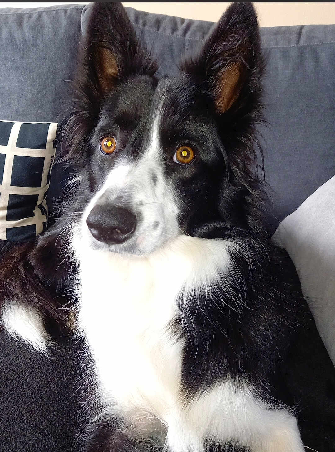 Replay participe au concours pour gagner de l'argent avec cette photo : dog, border_collie, black_and_white, pet, canine, fur, ears, eyes, couch, pillow, indoor, close_up, animal, mammal, companion, alert, sitting, portrait, domestic, cute