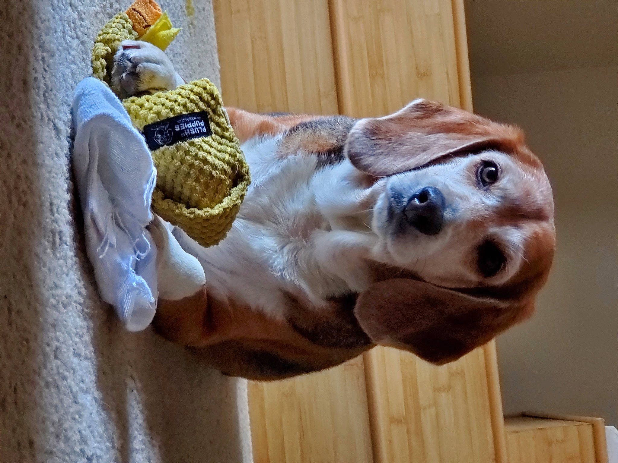 Bucky is registered to the contest to win money with this photo: canidae, carnivore, companion_dog, dog, dog_breed, dog_clothes, dog_collar, dog_supply, ear, fawn, fur, hardwood, paw, snout, sporting_group, tail, toy_dog, whiskers, wood, working_animal