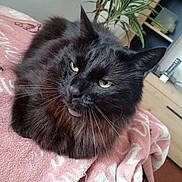 Daicko a rejoint le concours — aidez-le/la à gagner de superbes lots ! animal, black_cat, blanket, cat, closeup, cozy, ears, eyes, feline, fur, furniture, green_plant, home, indoor, pet, portrait, relaxed, resting, soft, whiskers