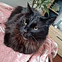 animal, black_cat, blanket, cat, closeup, cozy, ears, eyes, feline, fur, furniture, green_plant, home, indoor, pet, portrait, relaxed, resting, soft, whiskers
