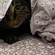 Zelli joined the competition — help win amazing prizes! cat, tabby_cat, pet, animal, feline, paw, whiskers, blanket, floral_pattern, cozy, indoor, cute, curious, close_up, soft_texture, resting, comfort, eye, fur, hidden