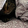cat, tabby_cat, pet, animal, feline, paw, whiskers, blanket, floral_pattern, cozy, indoor, cute, curious, close_up, soft_texture, resting, comfort, eye, fur, hidden