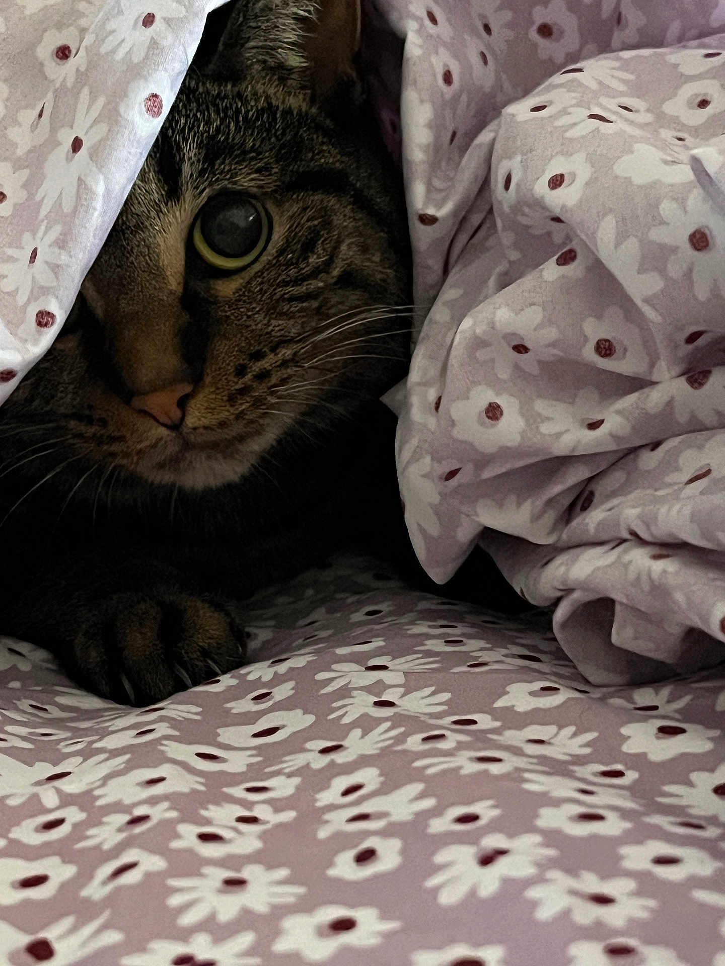 Zelli joined the competition — help win amazing prizes! cat, tabby_cat, pet, animal, feline, paw, whiskers, blanket, floral_pattern, cozy, indoor, cute, curious, close_up, soft_texture, resting, comfort, eye, fur, hidden