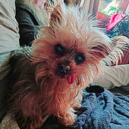 Flaca Farrah is registered to the contest to win money with this photo: blanket, casual, close_up, companion, couch, cozy, curtains, dog, face, fur, furniture, glasses, home, indoor, long_hair, person, pet, relaxed, seated, tongue_out