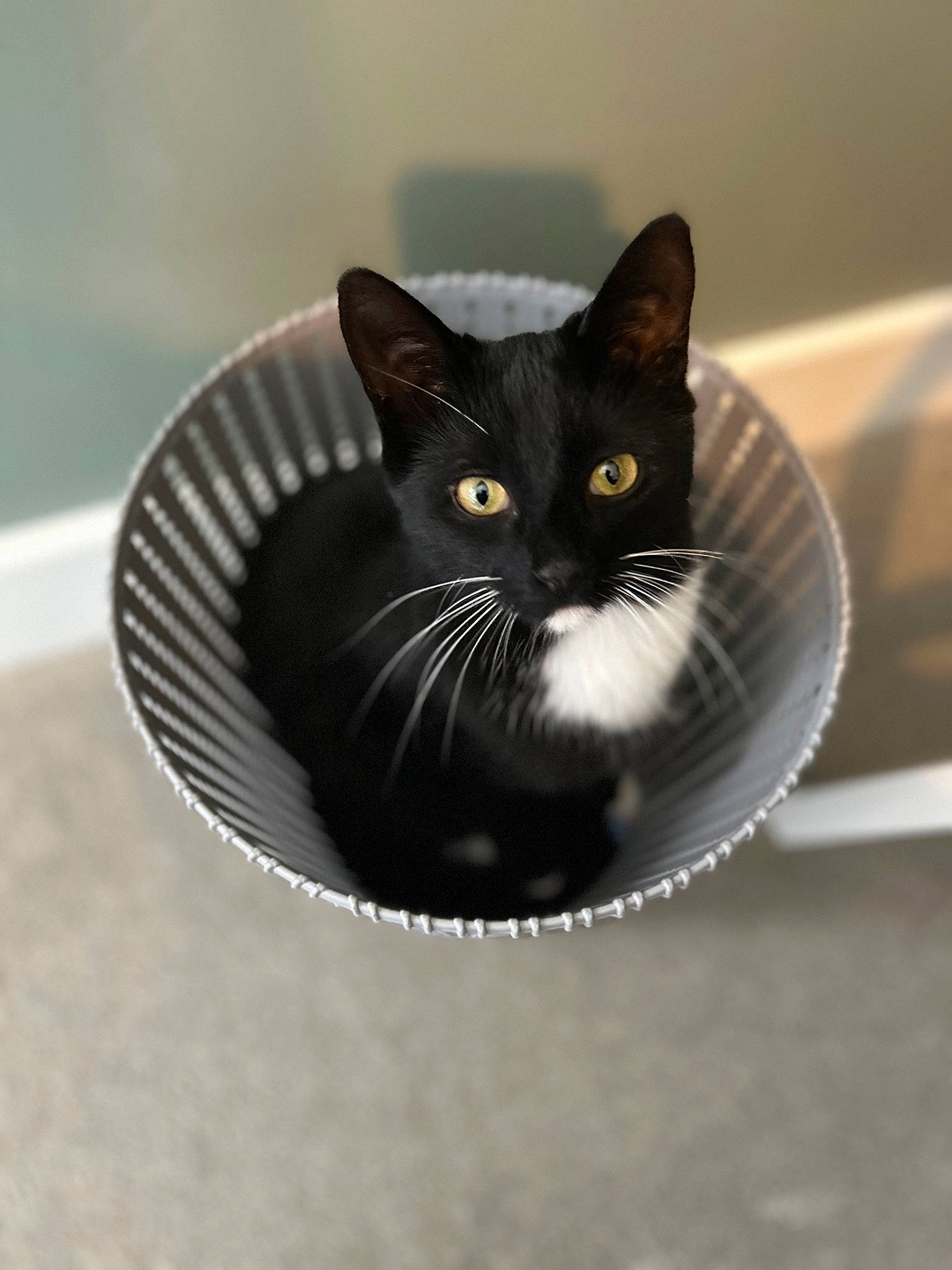 Maui joined the competition — help win amazing prizes! automotive_tire, black_cat, bombay, carnivore, cat, circle, domestic_short_haired_cat, eye, felidae, fur, grey, head, monochrome_photography, pet_supply, small_to_medium_sized_cats, snout, tail, water, whiskers, window