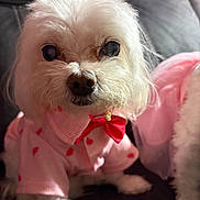 Boss joined the competition — help win amazing prizes! dog, white_dog, pet, clothing, pink_outfit, red_bow, couch, indoor, closeup, fluffy, cute, small_dog, portrait, sitting, furry, animal, domestic_animal, soft_lighting, cozy, heart_pattern