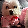 dog, white_dog, pet, clothing, pink_outfit, red_bow, couch, indoor, closeup, fluffy, cute, small_dog, portrait, sitting, furry, animal, domestic_animal, soft_lighting, cozy, heart_pattern