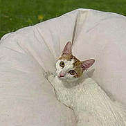 Ju-Nun a rejoint le concours — aidez-le/la à gagner de superbes lots ! cat, white_cat, orange_cat, bean_bag, outdoor, grass, pet, animal, looking_up, resting, curious, feline, soft_texture, relaxing, nature, close_up, domestic_animal, cute, whiskers, ears